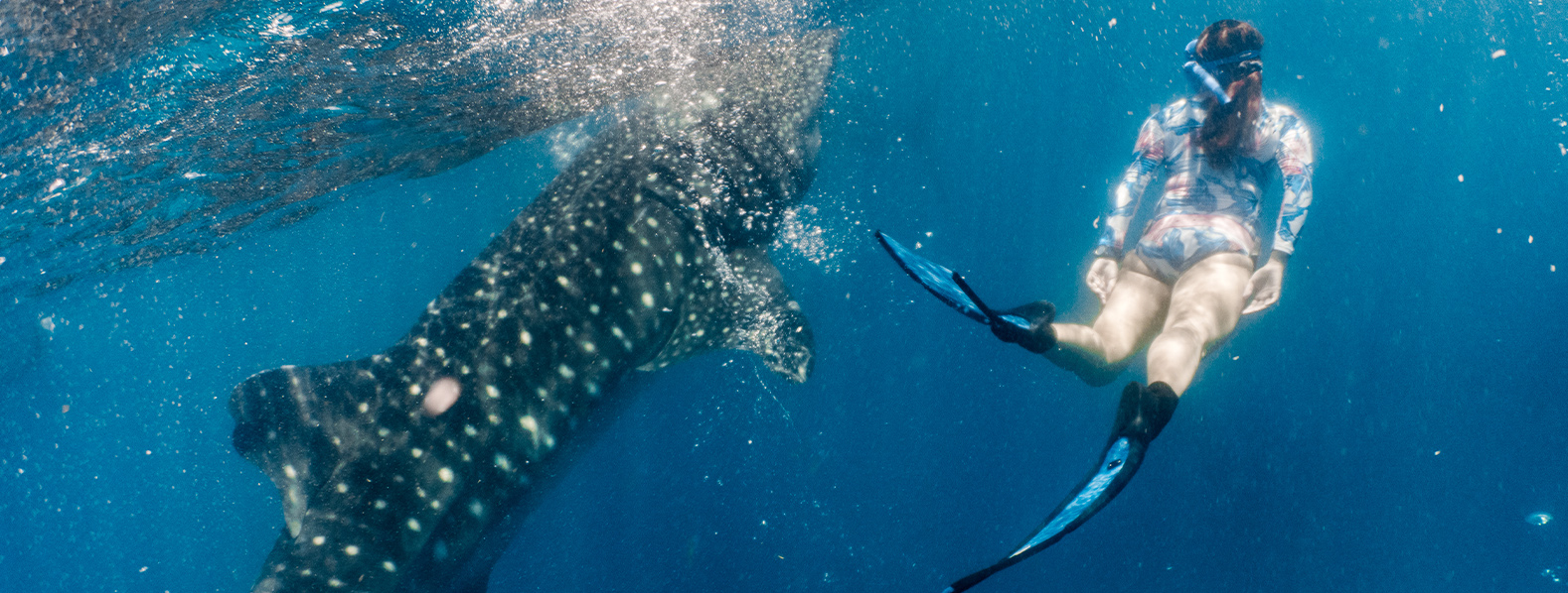 與鯨鯊共舞