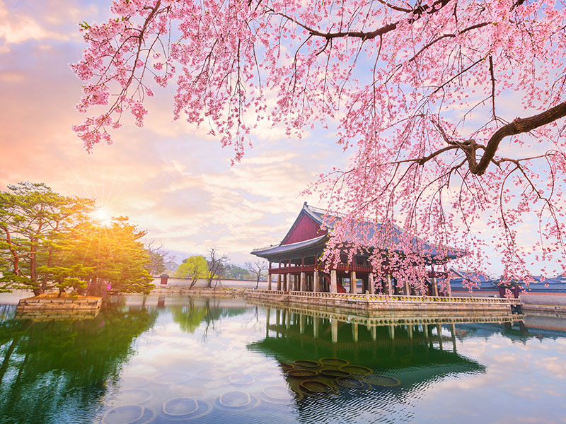 百花齊放首爾5日~櫻賞仙遊島、透明溫室日月樹木園、潮流復古聖水洞