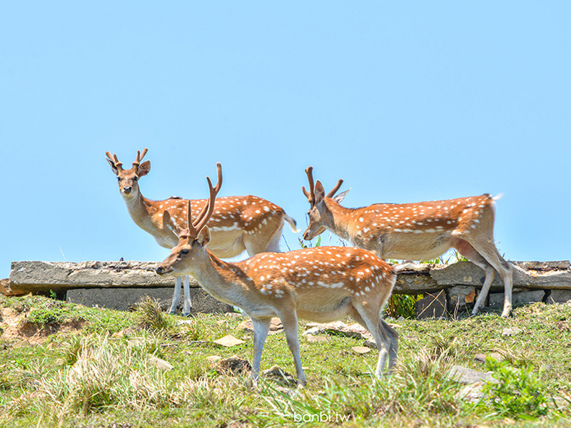南北竿+大坵三日