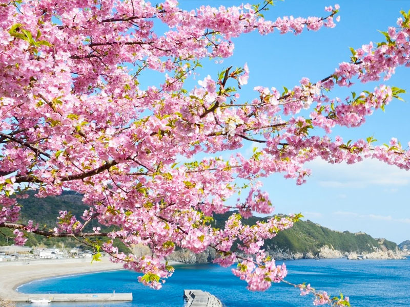 九州寒櫻賞梅５日－雙溫泉、寒櫻白野江、梅花宇佐神宮、四浦河津櫻、吉野梅園、阿蘇火山、上色見熊野座、松葉蟹+燒肉饗宴