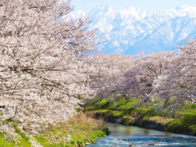北陸春之四重奏・限定千年櫻名古屋５日 - 雨晴海岸、松本城、臥龍一本櫻、高山老街、童話合掌村、兼六園、名牛饗宴