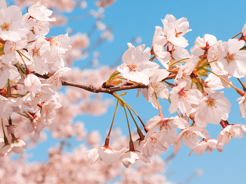 櫻心動．北海道賞櫻５日 - 春採公園、丹頂鶴公園、網走刑務所、北見狐狸村、旭山公園、熱氣球+流冰體驗、三大蟹饗宴