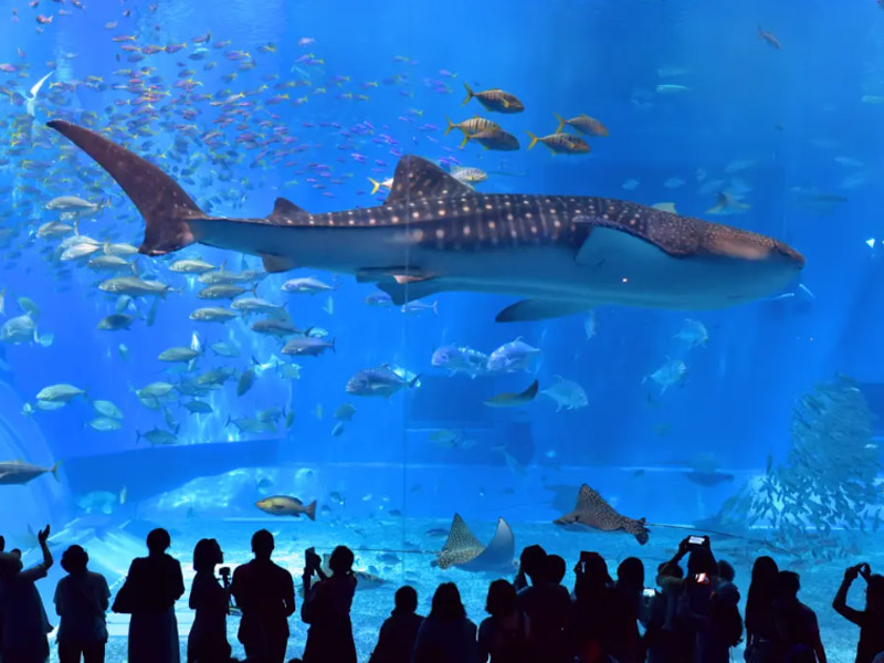 蔚藍陽光空氣沖繩美的冒泡4日~海洋博水族館、可可愛愛鳳梨園