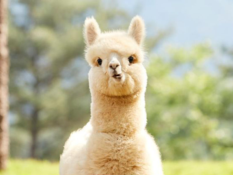 首爾天空之橋、呆萌草泥馬、抱川單軌列車5日