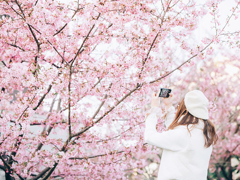 花枝招展釜山鎮海5日、星光夜櫻、洛東江鐵道自行車